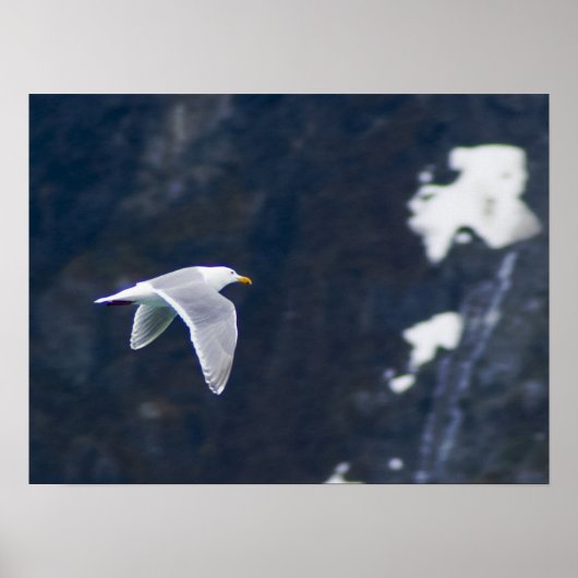 Poster de la Mouette 4 (Devant)