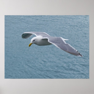 Poster de la Mouette 5