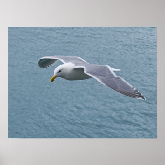 Poster de la Mouette 5 (Devant)