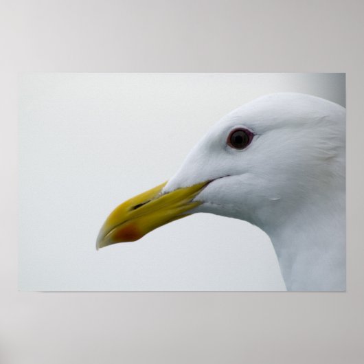 Poster de la Mouette 6 (Devant)