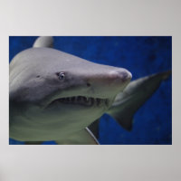 Poster de la muraille de la nature de requin natat