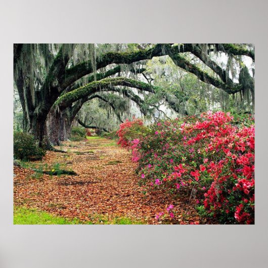 Poster de la nature (Devant)