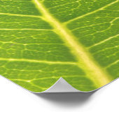 Poster de la nature de la feuille verte sauvage (Coin)
