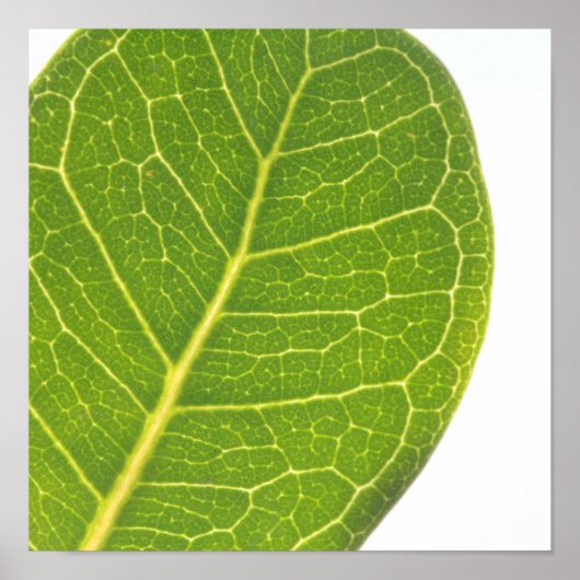 Poster de la nature de la feuille verte sauvage (Devant)