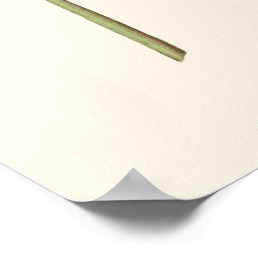 Poster de la nature du confleur pourpre (Coin)