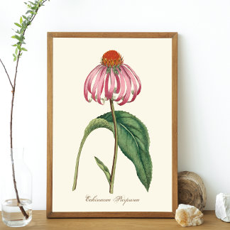 Poster de la nature du confleur pourpre