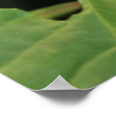 Poster de la nature Plante de crevettes (Coin)