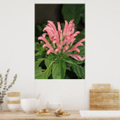 Poster de la nature Plante de crevettes (Cuisine)