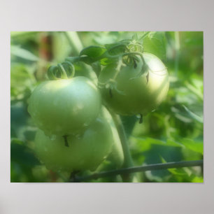 Poster de la nature Tomates vertes du jardin