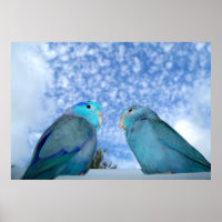Poster de la paire d'oiseaux Parrotlet bleu Pacifi