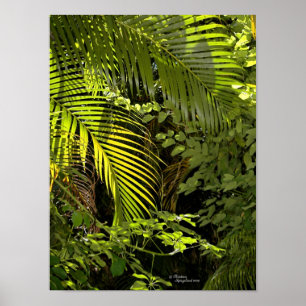 Poster de la palme tropicale feuille & plante
