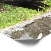 Poster de la panthère (Coin)