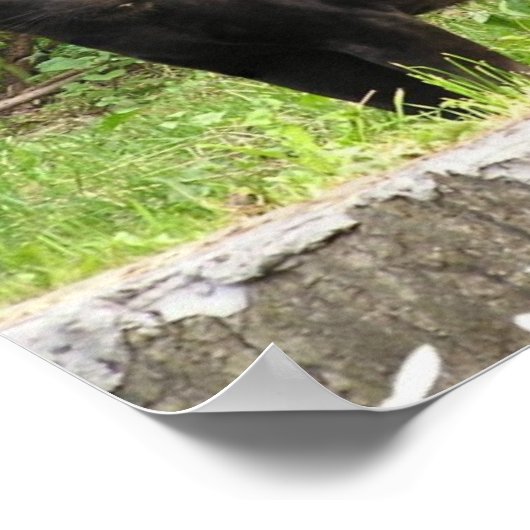 Poster de la panthère (Coin)