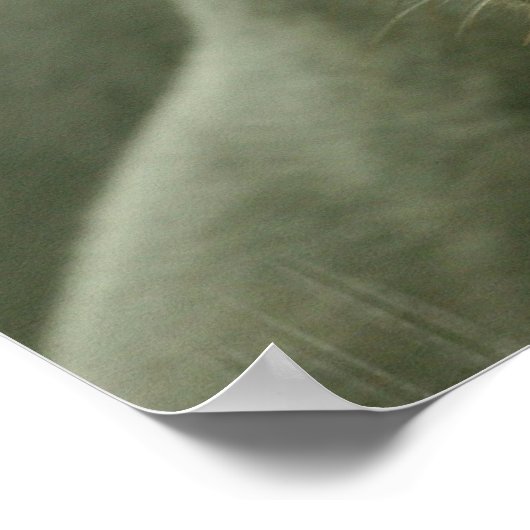 Poster de la panthère couchant (Coin)