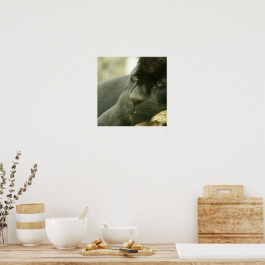 Poster de la panthère couchant (Cuisine)