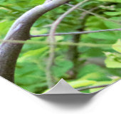 Poster de la Paruline jaune dans l'arbre (Coin)