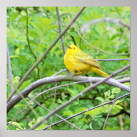 Poster de la Paruline jaune dans l'arbre