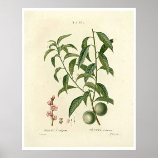 Poster de la Pêche vintage (Prunus persica) N.1