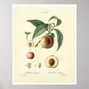 Poster de la Pêche vintage (Prunus persica) N.4