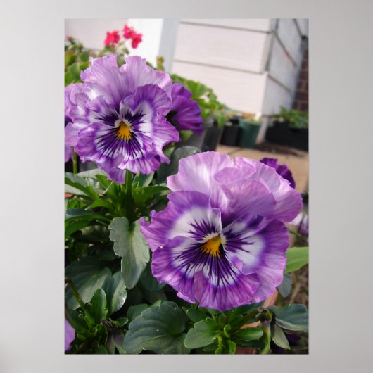 Poster de la photo Pansy Floral (Devant)