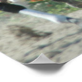 Poster de la piste de course Del Mar (Coin)