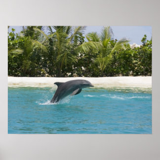 Poster de la plage Tropical Jumping Dolphin