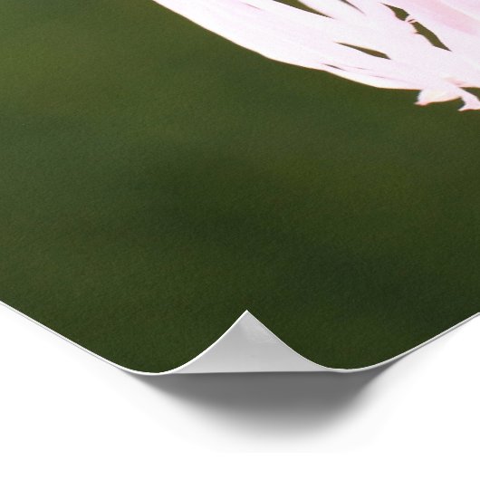 Poster de la prière Saint François (Coin)