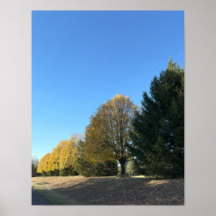 Poster de la rangée d'arbres