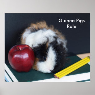 Poster de la règle des cochons de Guinée