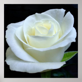 Poster de la Rose blanche