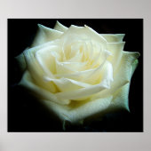 Poster de la Rose blanche (Devant)