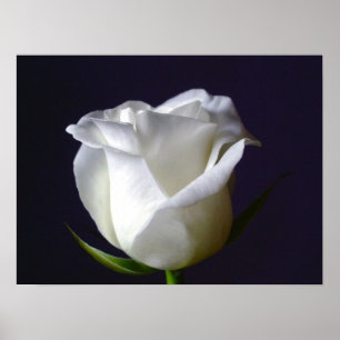 Poster de la Rose blanche