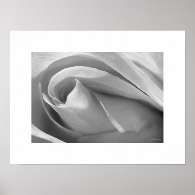 Poster de la Rose noire et blanche Imprimer (Devant)