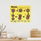 Poster de la salle de classe Mitosis *Mise à jour* (Cuisine)