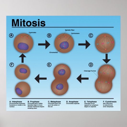 Poster de la salle de classe Mitosis *Mise à jour* (Devant)