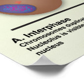 Poster de la salle de classe Mitosis *Mise à jour* (Coin)