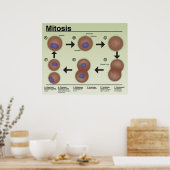 Poster de la salle de classe Mitosis *Mise à jour* (Cuisine)