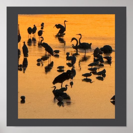 Poster de la silhouette d'oiseaux du coucher du so (Devant)