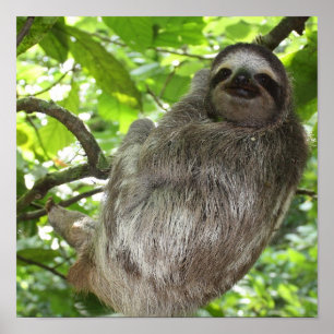 Poster de la Sloth in Tree
