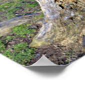 Poster de la souche d'arbre (Coin)