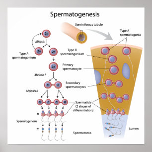 Poster de la spermatogenèse