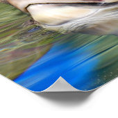 Poster de la tête de la tortue de mer (Coin)