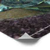 Poster de la tortue (Coin)