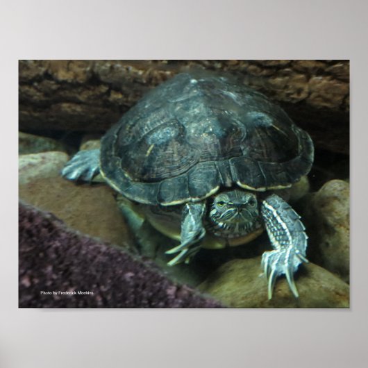 Poster de la tortue (Devant)