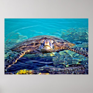 Poster de la tortue de mer de Big Island