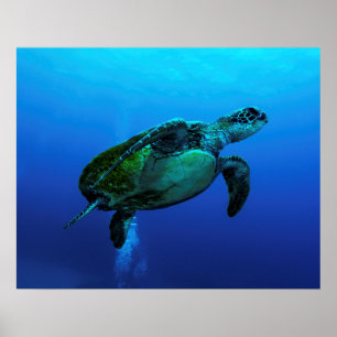 Poster de la tortue de mer Hawksbill