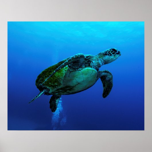 Poster de la tortue de mer Hawksbill (Devant)