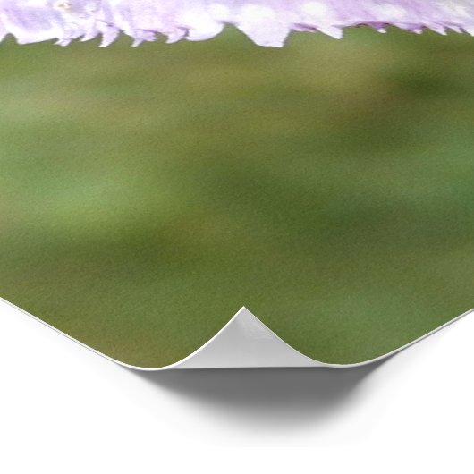 Poster de la tulipe à franges violettes (Coin)