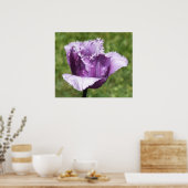 Poster de la tulipe à franges violettes (Cuisine)