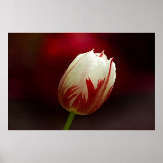 Poster de la tulipe solitaire rouge et blanc (Devant)